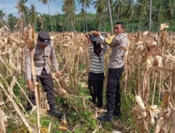 Sinergi Polsek Sekotong dan Petani: Manfaatkan Lahan Tadah Hujan untuk Ketahanan Nasional