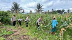 Sat Binmas Polres Lombok Tengah Cek Kesiapan Panen Raya Jagung Kuartal II 2026