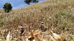 Kawal Panen Raya Jagung, Polsek Sekotong Borong Semangat Petani Buwun Mas demi Ketahanan Pangan