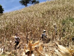 Kawal Panen Raya Jagung, Polsek Sekotong Borong Semangat Petani Buwun Mas demi Ketahanan Pangan