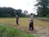 Personel Polsek Terara Cek Tanaman Jagung di Dusun Jeruk Desa Rarang Selatan