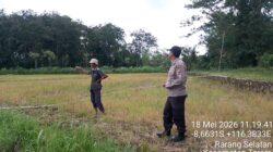 Personel Polsek Terara Cek Tanaman Jagung di Dusun Jeruk Desa Rarang Selatan
