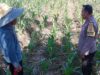 Polri Dorong Produktivitas Lahan Jagung di Bagik Polak Barat