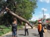 Personel Polsek Pringgabaya Lakukan Pengaturan Lalu Lintas dan Evakuasi Pohon Sengon Tumbang di Seruni Mumbul