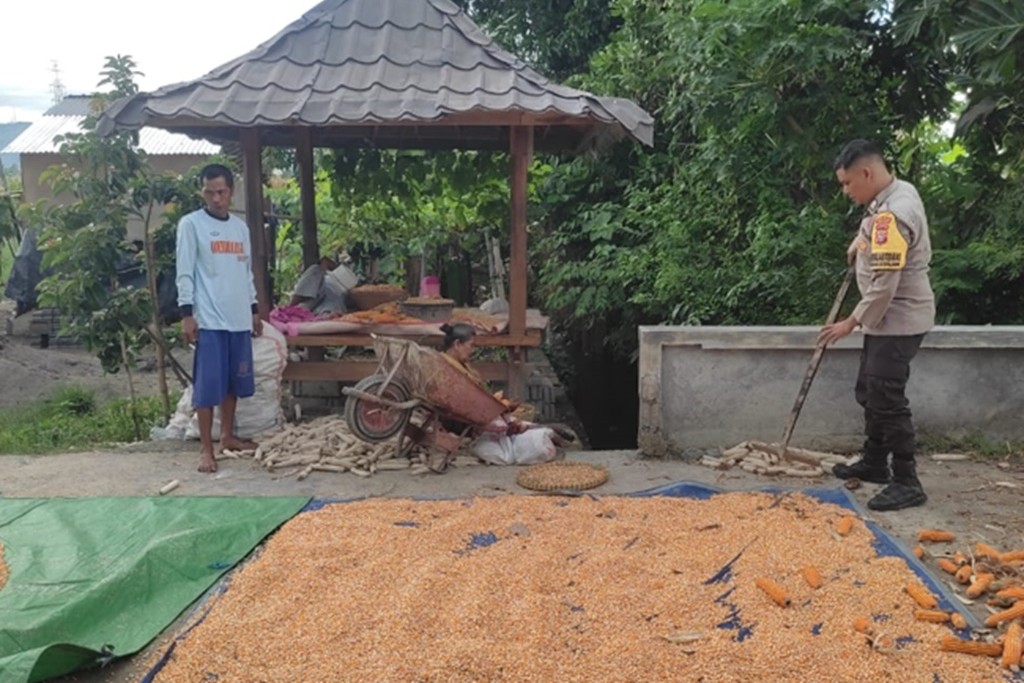 Bhabinkamtibmas Kuranji Dalang Turun Tangan Bantu Panen Padi