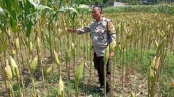 Bhabinkamtibmas Lombok Barat Kawal Produktivitas Petani Desa Merembu