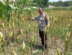 Bhabinkamtibmas Lombok Barat Kawal Produktivitas Petani Desa Merembu