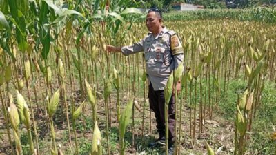 Sinergi Polsek Labuapi dan Petani Lombok Barat Jaga Stabilitas Pangan