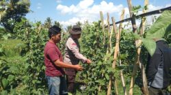 Dukung Ketahanan Pangan, Bhabinkamtibmas Desa Bagu Dorong Warga Manfaatkan Pekarangan Produktif