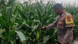 Bhabinkamtibmas Lombok Barat Dorong Warga Tanam Jagung