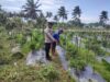 Bhabinkamtibmas Desa Paokmotong Monitoring Program Ketahanan Pangan, Cek Lahan Pekarangan Pangan Bergizi