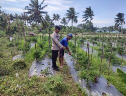 Bhabinkamtibmas Desa Paokmotong Monitoring Program Ketahanan Pangan, Cek Lahan Pekarangan Pangan Bergizi