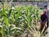 Polsek Labuapi Gerakkan Warga Sulap Lahan Kosong Jadi Sumber Pangan