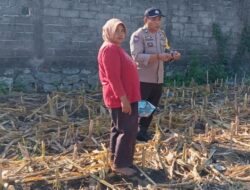 Bhabinkamtibmas Labuapi Dampingi Petani Jagung Sambil Jaga Kamtibmas