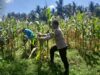 Bhabinkamtibmas Desa Mekar Damai Tinjau Lahan Petani Jagung Jelang Panen