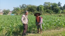 Strategi Swasembada Pangan Nasional Lewat Lahan Pekarangan