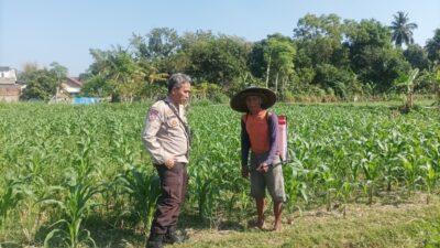 Strategi Swasembada Pangan Nasional Lewat Lahan Pekarangan