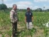 Polsek Batulayar Dampingi Petani Jagung di Desa Sandik