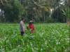 Bhabinkamtibmas Desa Pringgabaya Utara Cek Lahan Jagung dan Imbau Petani Jual Hasil Panen ke Bulog