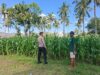 BHABINKAMTIBMAS DESA DOROKOBO MONITORING LAHAN JAGUNG WARGA, DORONG PENINGKATAN PRODUKSI PERTANIAN