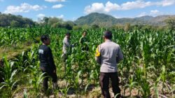 Polsek Lape Gencarkan Pendampingan Kelompok Tani Demi Ketahanan Pangan