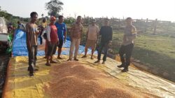 BHABINKAMTIBMAS DESA HU’U DAMPINGI PETANI JAGUNG, DUKUNG KETAHANAN PANGAN DAN KEMANDIRIAN EKONOMI WARGA