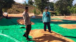 Komitmen Polri dalam mendukung program ketahanan pangan nasional terus diwujudkan melalui peran aktif Bhabinkamtibmas di wilayah binaan. Seperti yang dilakukan Bhabinkamtibmas Desa Cempi Jaya Polsek Hu’u, BRIPKA Ismail, yang melaksanakan pemantauan hasil panen jagung milik warga binaannya di Soo Mada Rangga, Desa Cempi Jaya, Kecamatan Hu’u, Kabupaten Dompu, Rabu (10/6/2026).  Kegiatan yang berlangsung mulai pukul 09.10 WITA tersebut menyasar hasil panen jagung milik Imran yang sedang dijemur guna mencapai kadar air sesuai standar yang ditetapkan oleh gudang penyaluran jagung. Proses penjemuran dilakukan untuk menjaga kualitas hasil panen sekaligus mencegah timbulnya jamur akibat pengaruh suhu dan kondisi cuaca yang dapat menurunkan mutu jagung.  Dalam kegiatan tersebut, BRIPKA Ismail memberikan pendampingan dan motivasi kepada petani agar terus memperhatikan kualitas hasil panen sebelum dipasarkan. Ia juga mengimbau warga binaannya untuk selalu berkoordinasi dengan Bhabinkamtibmas apabila menghadapi kendala dalam sektor pertanian sehingga dapat diteruskan kepada instansi terkait guna mendapatkan solusi yang tepat.  “Kami berharap para petani tidak ragu untuk menyampaikan berbagai kendala yang dihadapi di lapangan. Kehadiran Bhabinkamtibmas merupakan bagian dari upaya Polri untuk membantu masyarakat, termasuk dalam mendukung keberhasilan sektor pertanian,” ujar BRIPKA Ismail.  Kapolsek Hu’u, IPTU Ade Helmi, S.H., menyampaikan bahwa Bhabinkamtibmas memiliki peran strategis sebagai penghubung antara masyarakat dengan pemerintah maupun instansi terkait, termasuk dalam mendukung program ketahanan pangan.  “Bhabinkamtibmas diharapkan terus aktif mendampingi masyarakat, khususnya para petani, mulai dari proses tanam, perawatan hingga pascapanen. Kami juga mengimbau agar hasil pertanian yang telah memenuhi standar kualitas dapat disalurkan ke gudang Bulog guna mendukung ketersediaan cadangan pangan nasional,” ungkap IPTU Ade Helmi.  Sementara itu, Kapolres Dompu AKBP Sodikin Fahrojin Nur, S.I.K., melalui Kasi Humas Polres Dompu IPTU I Nyoman Suardika mengapresiasi langkah personel Bhabinkamtibmas yang terus hadir memberikan pendampingan kepada masyarakat.  “Kegiatan pemantauan dan pendampingan yang dilakukan Bhabinkamtibmas merupakan bentuk nyata dukungan Polri terhadap program ketahanan pangan nasional. Kehadiran anggota di tengah masyarakat tidak hanya menjaga keamanan dan ketertiban, tetapi juga membantu memastikan hasil pertanian masyarakat memiliki kualitas yang baik serta bernilai ekonomi tinggi. Kami berharap sinergi ini dapat terus memperkuat kesejahteraan petani dan mendukung ketahanan pangan daerah maupun nasional,” ujar IPTU Nyoman.  Melalui kegiatan tersebut, Polres Dompu terus menunjukkan komitmennya dalam mendukung sektor pertanian sebagai salah satu pilar utama pembangunan daerah dan penguatan ketahanan pangan nasional.
