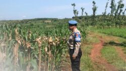 Polri Dukung Astacita, Polsek Merakurak Polres Tuban Turun Cek Tanaman Jagung Warga di Desa Sumberjo