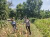 Polri Dukung Astacita, Polsek Rengel Polres Tuban Turun Cek Tanaman Jagung Warga di Desa Punggulrejo