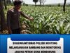 Polsek Montong Polres Tuban Turun Cek Tanaman jagung Warga di Desa Bringin