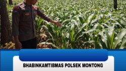 Polsek Montong Polres Tuban Turun Cek Tanaman jagung Warga di Desa Bringin