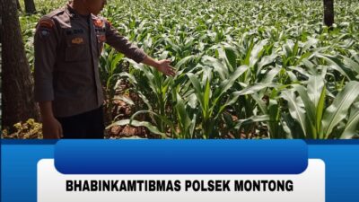 Polsek Montong Polres Tuban Turun Cek Tanaman jagung Warga di Desa Bringin