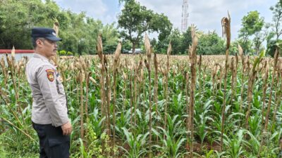 Monitoring Lahan Jagung Warga, Bhabinkamtibmas Polsek Tuban Dukung Swasembada Pangan