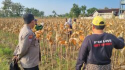 Anggota Polsek Bancar Polres Tuban Melaksanakan Panen Jagung Bersama Warga Desa Ngampelrejo