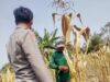 Polri Dukung Program Astacita, Bhabinkamtibmas Desa Ngawun Polsek Parengan Polres Tuban sambang petani jagung di Desa Ngawun Kec. Parengan
