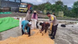 Dari Tanam hingga Panen, Bhabinkamtibmas Desa O’o Polsek Dompu Konsisten Dampingi Petani Jagung