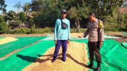 Cegah Penurunan Mutu Hasil Panen, Bhabinkamtibmas Awasi Proses Penjemuran Jagung