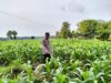Polsek Plumpang Polres Tuban Turun Cek Tanaman jagung Warga di Desa Plandirejo