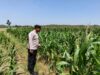 Perkuat Ketahanan Pangan, Personel Polsek Bangilan Monitoring Lahan Jagung di Wilayah Binaan