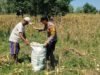 Anggota Bhabinkamtibmas Polsek Senori Polres Tuban Turun ke Ladang, Bantu Warga Desa Sidoharjo Panen Jagung