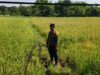 Polri Dukung Astacita, Polsek Parengan Polres Tuban melalui Bhabinkamtibmas Cek Lokasi Tanaman Padi milik warga di Desa Kemlaten Kec. Parengan Kab. Tuban.