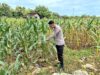 Polri Dukung Astacita, Polsek Merakurak Polres Tuban Turun Cek Tanaman Jagung Warga di Desa Pongpongan