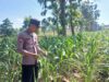 Polsek Tambakboyo Polres Tuban Turun Cek Tanaman jagung Warga di Desa Plajan