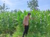 Polsek Singgahan Polres Tuban Turun Cek Tanaman jagung Warga di Desa Mulyoagung