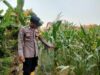 Komitmen Polri Dukung Ketahanan Pangan, Polisi Polsek Kenduruan Polres Tuban Turun ke Lahan Jagung Petani