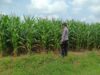 Polsek Tambakboyo Polres Tuban Turun Cek Tanaman jagung Warga di Desa Pulogede