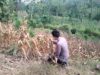 Polsek Montong Polres Tuban Turun Cek Tanaman jagung Warga di Desa Bringin