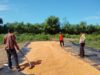 PANEN JAGUNG MELIMPAH, BHABINKAMTIBMAS AJAK PETANI SALURKAN HASIL KE BULOG