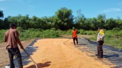 PANEN JAGUNG MELIMPAH, BHABINKAMTIBMAS AJAK PETANI SALURKAN HASIL KE BULOG