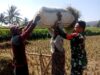 Panen Menurun Akibat Cuaca, Babinsa Tetap Beri Semangat Petani